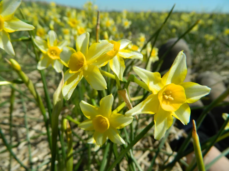 Bulbes de fleurs bio Narcisse Tazetta New Baby calibre 10/12 (nneba08)