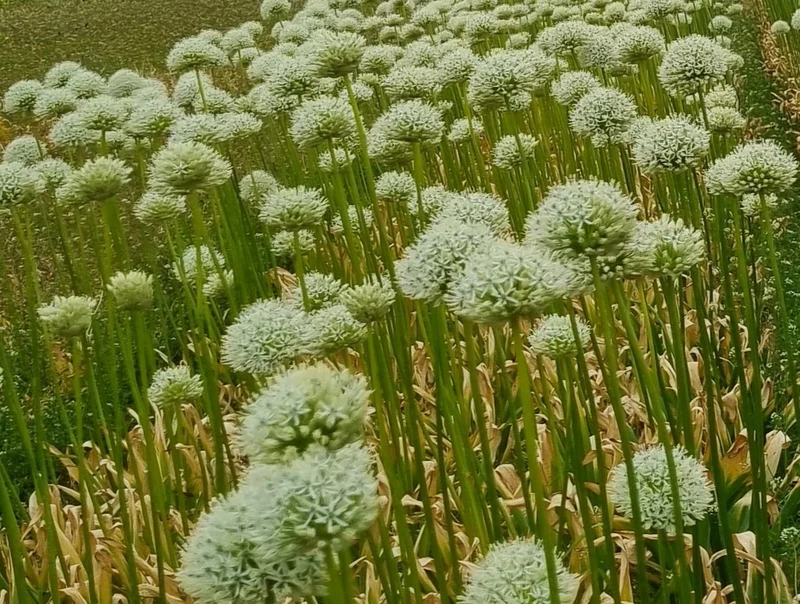 Bulbes de fleurs bio Allium stipitatum Mount Everest calibre 10/+ (amoev10)