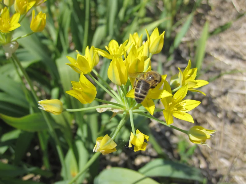 Bulbes de fleurs bio Allium Yellow allium moly 'Jeanine' calibre 5/+ (amoje05)