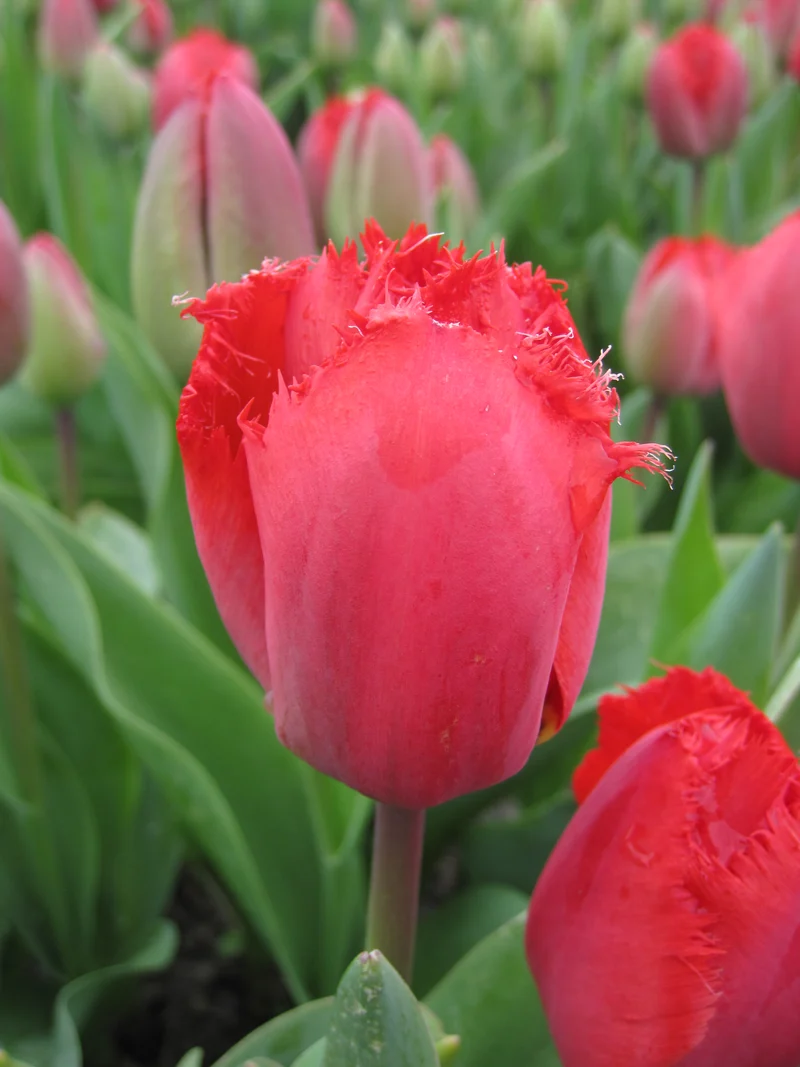 Bulbes de fleurs bio Tulipe Fringed Novisun calibre 11/12 (tmast11)
