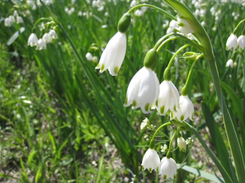 Bulbes de fleurs bio Leucojum aestivum Gravetye Giant (Summer snowflake) calibre 12/+ (laest12)