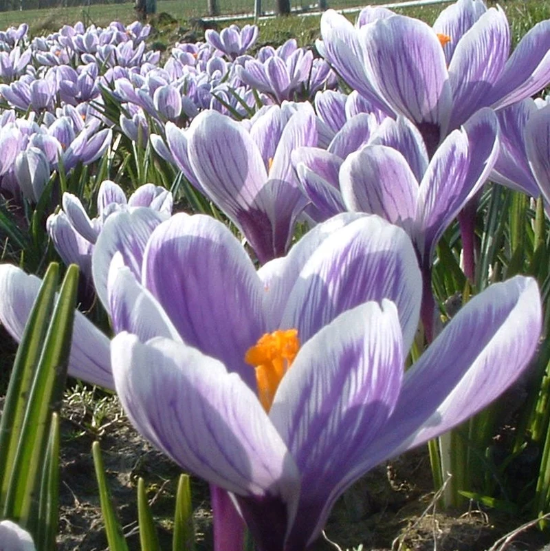 Bulbes de fleurs bio Crocus Largeflowering C. vernus 'King of the Striped' calibre 7/8 (ckist07)