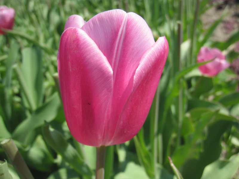 Bulbe Tulipe Jumbo Pink 11+ Bio