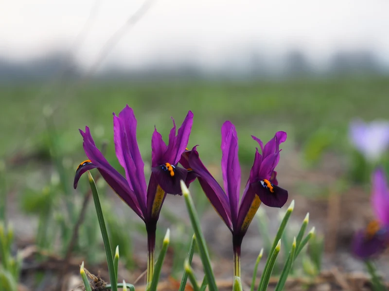 Bulbes de fleurs bio Iris reticulata J.S. Dijt (Miniature iris) calibre 6/+ (iharm06)