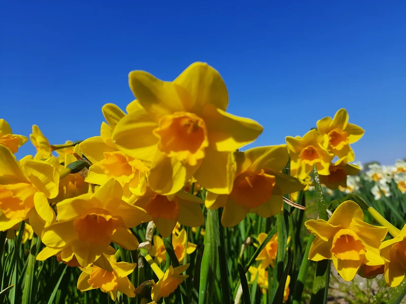 Bulbes de fleurs bio Narcisse Jonquilla Garden Opera calibre 10/+ (ngaop10)