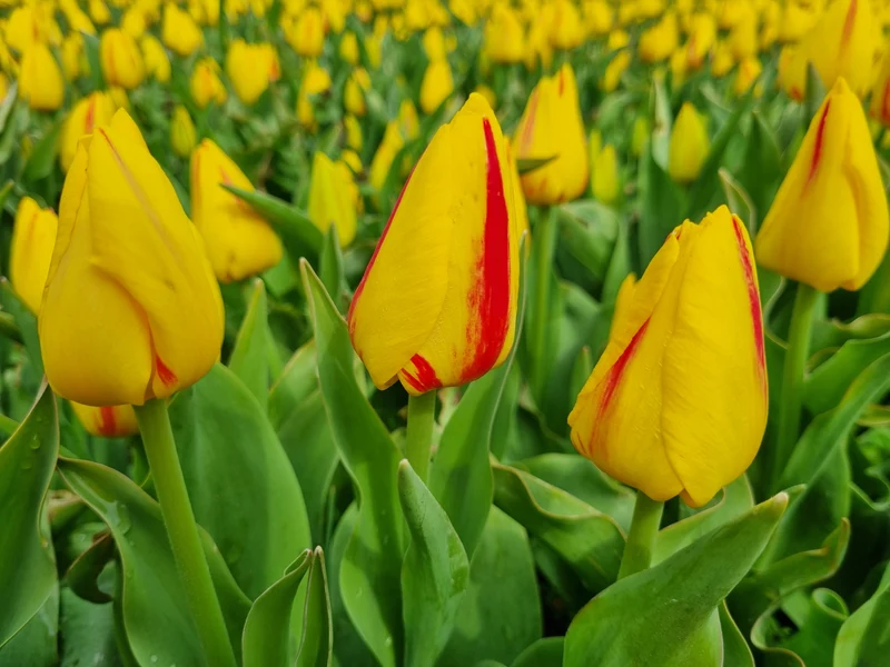 Bulbes de fleurs bio Tulipa Triumph Freedom Flame calibre 11/12 (tfrfl11)