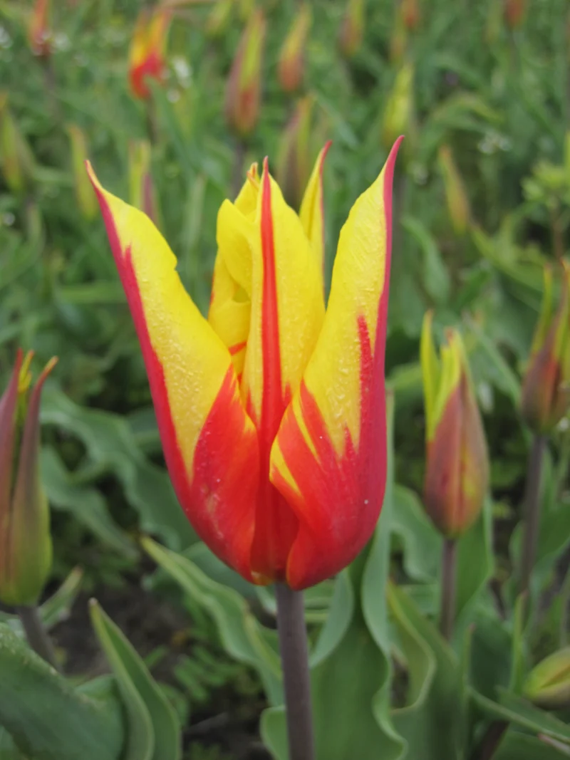 Bulbe Tulipe Fire Wings 10+ Bio