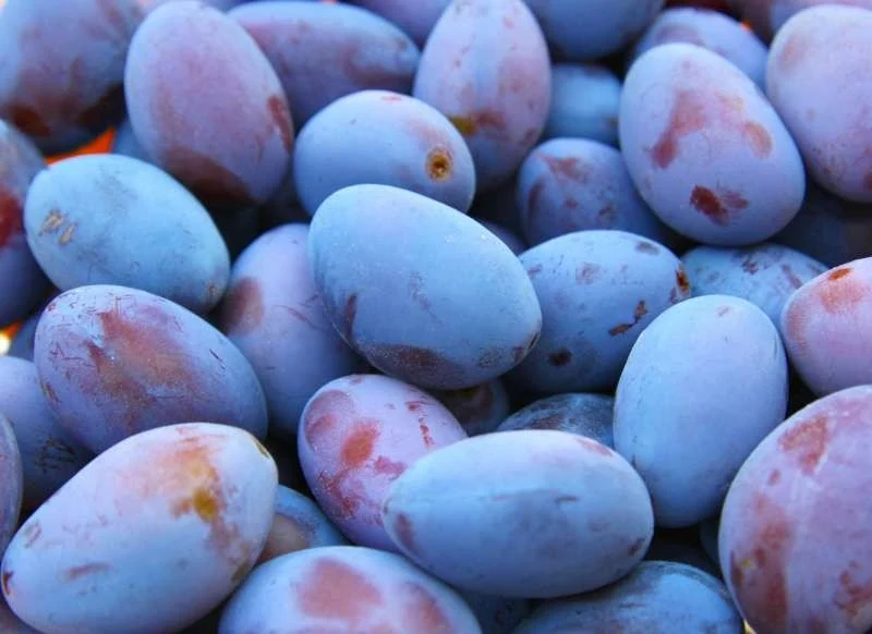 Prune Quetsche Alsace