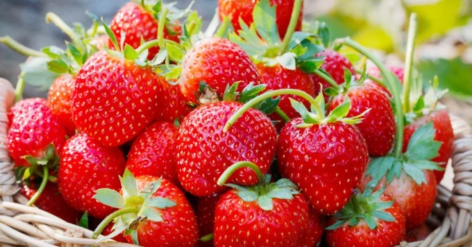 Clery panier 500 gr