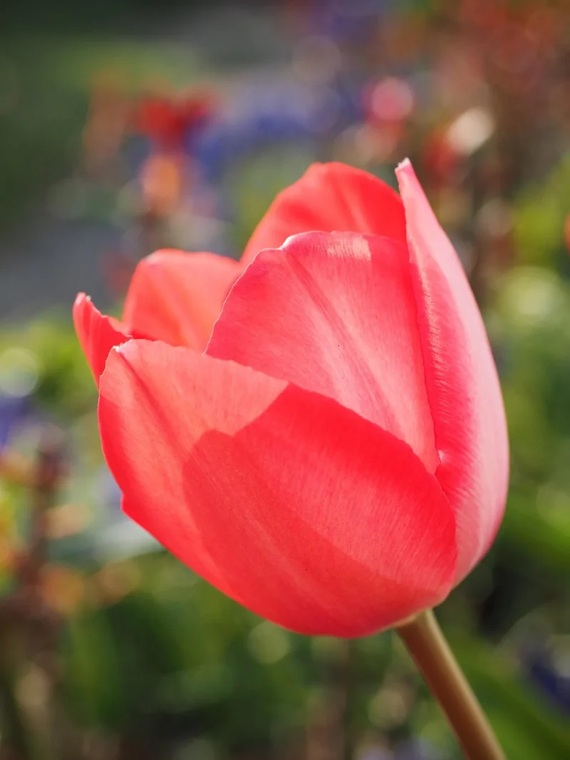 Bulbe Tulipe Escape 11+ Bio
