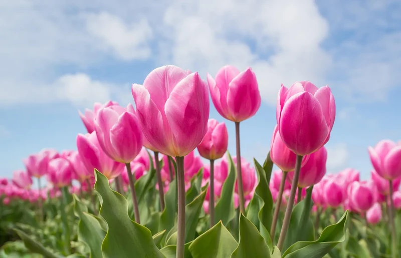 Bulbe Tulipe Double Princess 11+ Bio