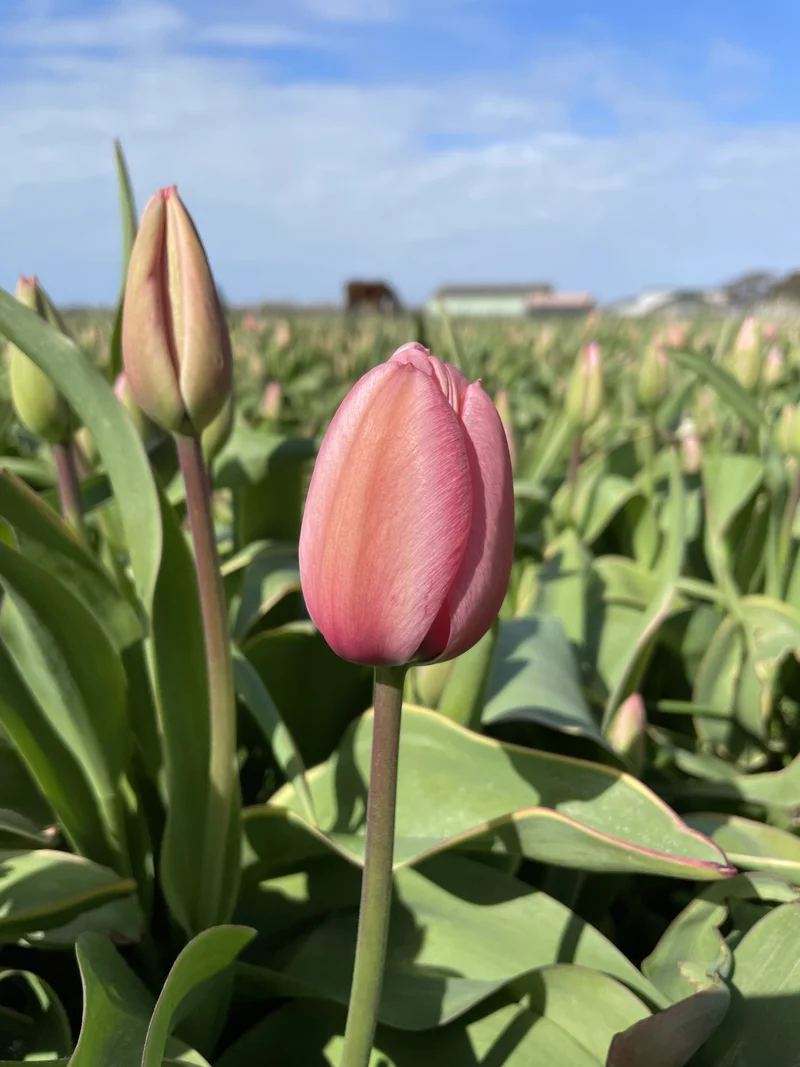 Bulbes de fleurs bio Tulipe Darwin-Hybrid Design Impression calibre 11/12 (tdeim11)