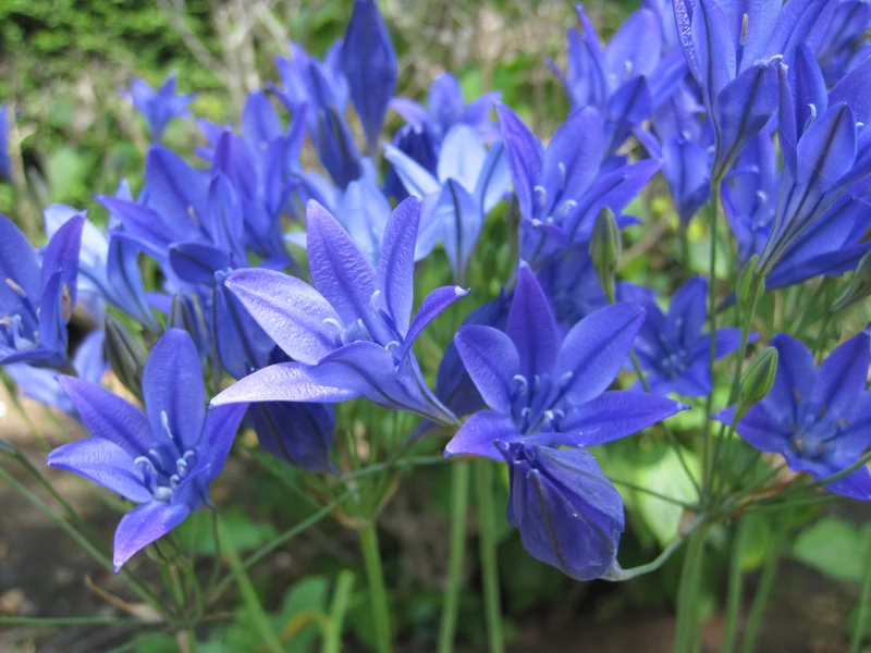 Bulbes de fleurs bio Brodiae Triteleia Corrina calibre 5/+ (bcorr05)
