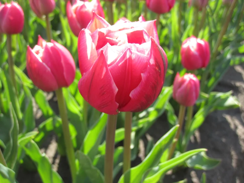 Bulbes de fleurs bio Tulipe Double Early Columbus calibre 11/12 (tcolu11)