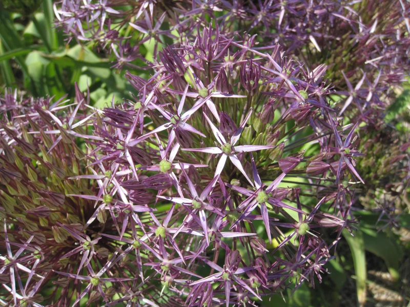 Bulbes de fleurs bio Allium Star allium christophii calibre 10/+ (achri10)