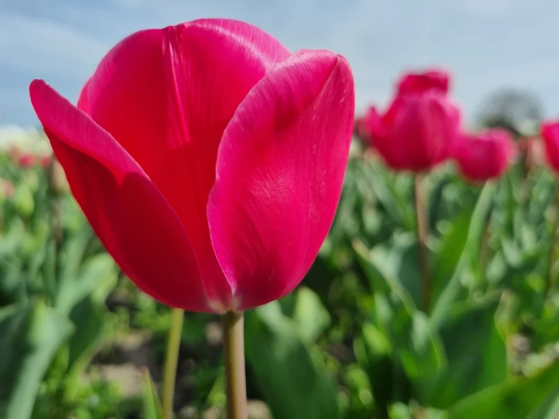 Bulbes de fleurs bio Tulipa Triumph Carola calibre 11/12 (tcaro11)