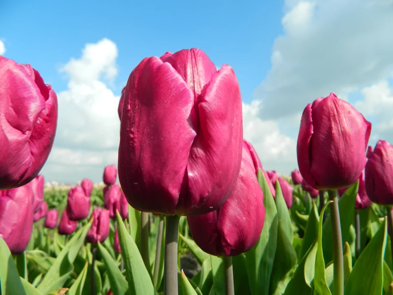 Bulbe Tulipe Candy Prince 11+ Bio