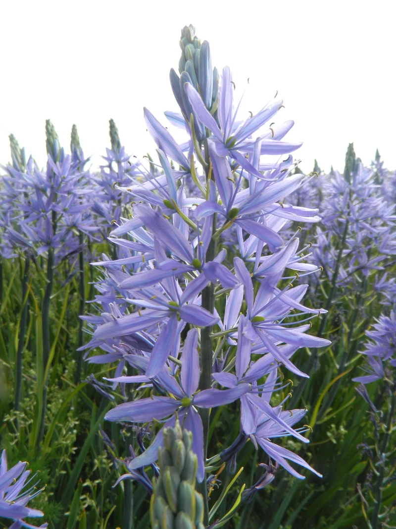 Bulbes de fleurs bio Camassia leichtlinii Caerulea (Indian hyacinth) calibre 14/+ (ccaer14)