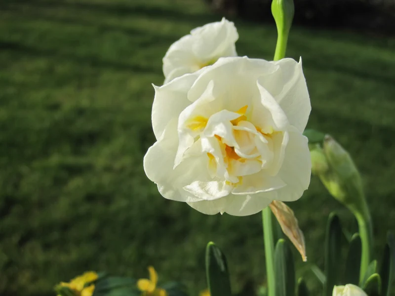 Bulbes de fleurs bio Narcisse Double Bridal Crown calibre 12/14 (nbrcr10)