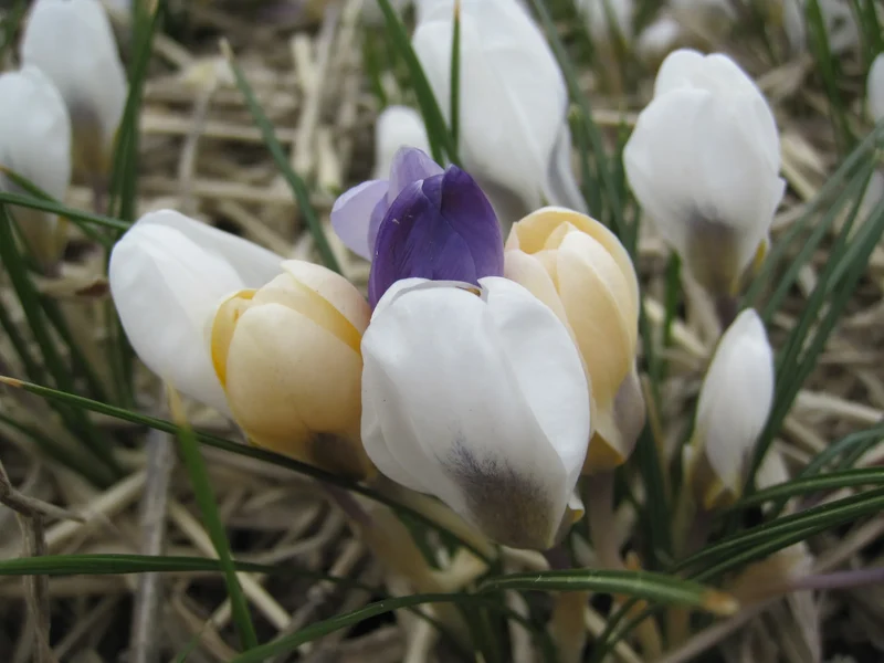Bulbes de fleurs bio Crocus Chrysanthus C. species mix calibre 5/+ (cbomi05)