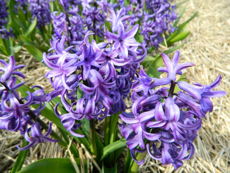 Bulbes de fleurs bio Hyacinthus Blue Pearl calibre 14/+ (hblpe14)
