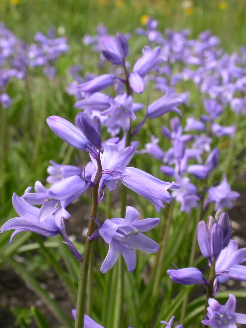 Bulbes de fleurs bio Hyacinthoides hispanica blue (Spanish bluebell) calibre 6/+ (hhibl06)