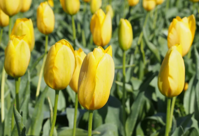 Bulbe Tulipe Big Smile 12+ Bio