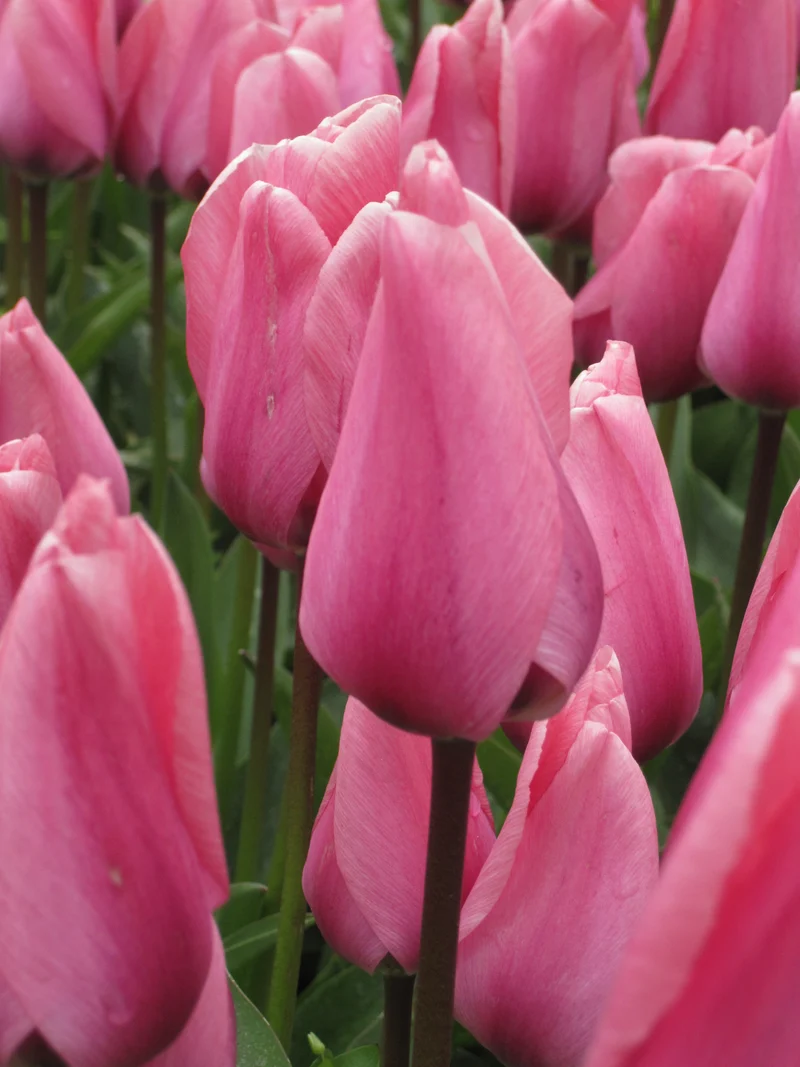 Bulbes de fleurs bio Tulipe Darwin-Hybrid Big Love calibre 11/12 (tbilo11)