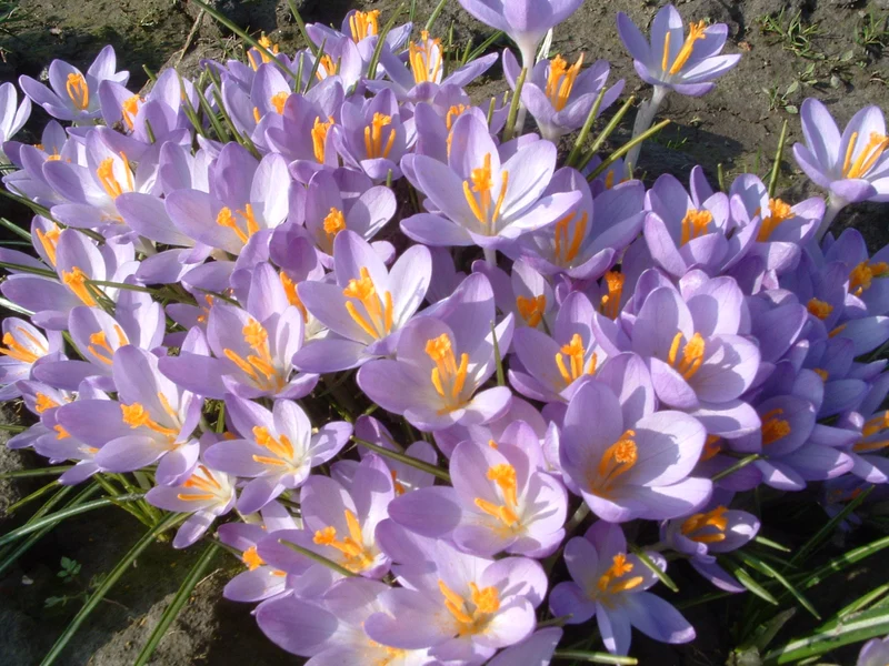 Bulbes de fleurs bio Crocus Smallflowering C. tommasinianus 'Barr's Purple' calibre 5/+ (cbapu05)