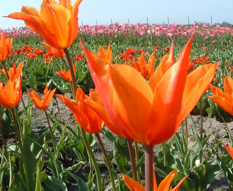 Bulbes de fleurs bio Tulipe Lilyflowering Ballerina calibre 11/12 (tball11)