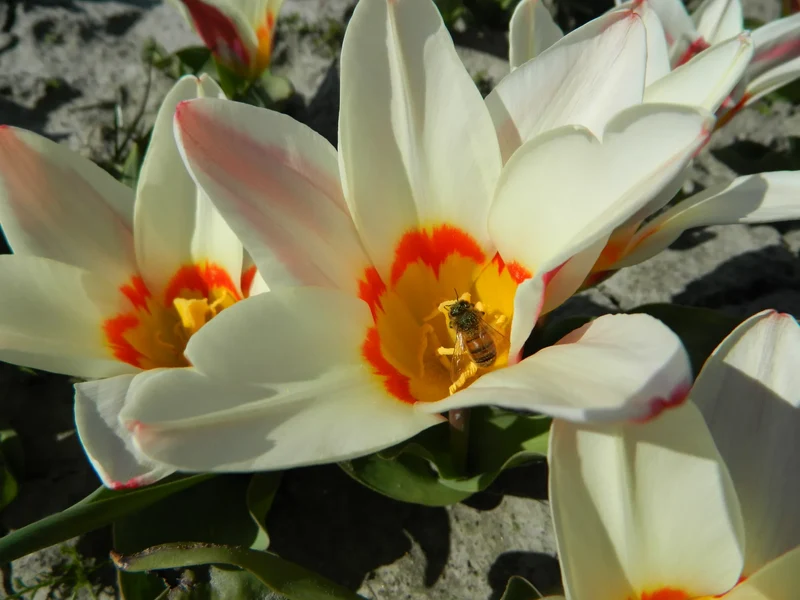 Bulbes de fleurs bio Tulipe Kaufmanniana Ancilla calibre 11/12 (tanci11)
