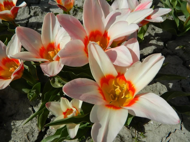 Bulbes de fleurs bio Tulipe Kaufmanniana Ancilla calibre 11/12 (tanci11)
