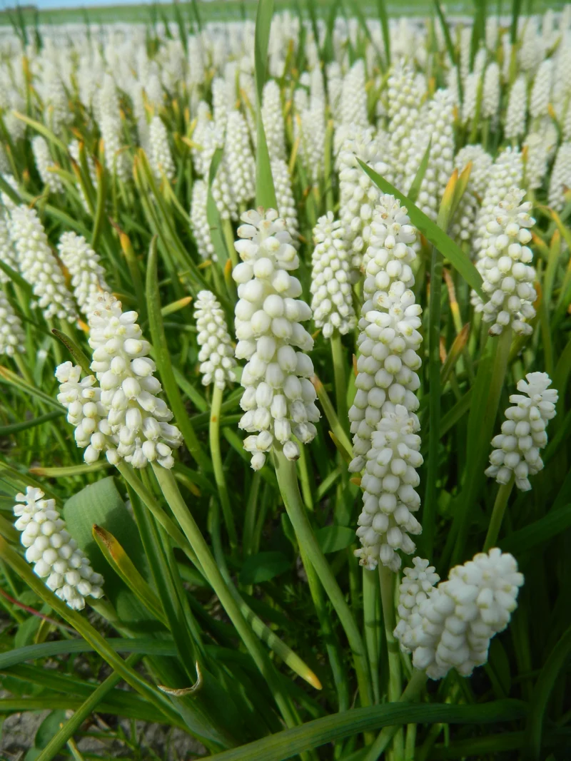Bulbe Muscari Album 8+ Bio
