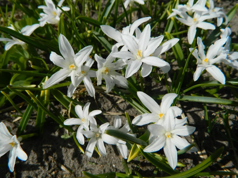 Bulbe Gloire des Neiges Alba 5+ Bio
