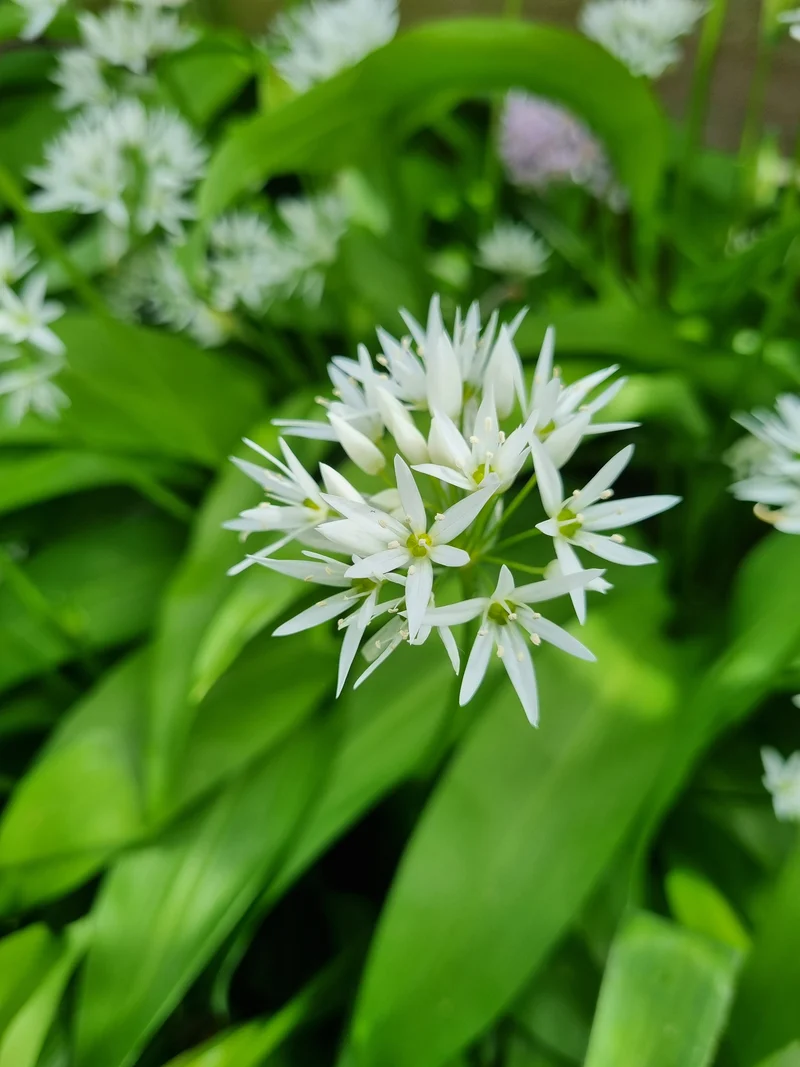 Bulbes de fleurs bio Allium Wild garlic ursinum calibre I (aursi01)