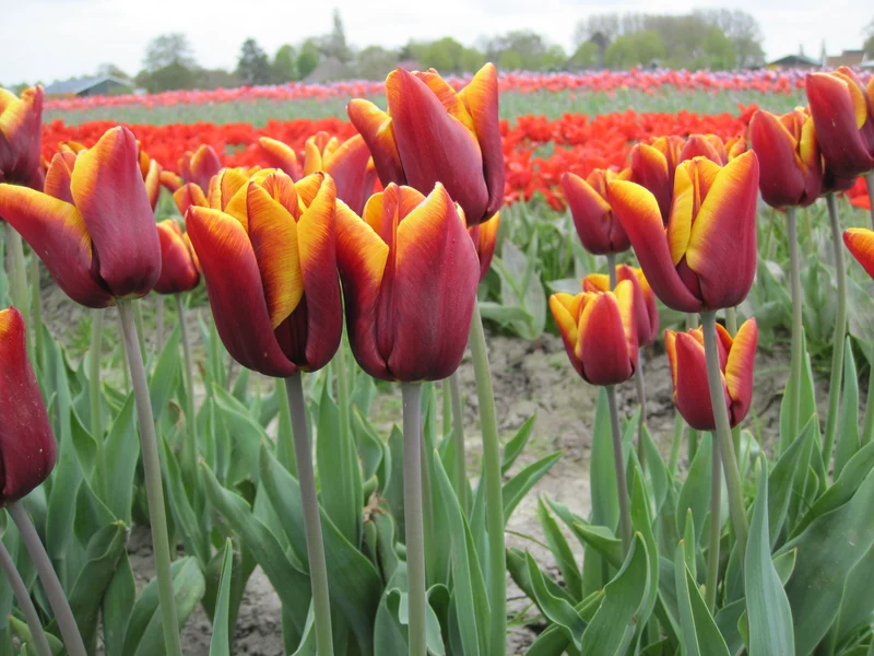 Bulbes de fleurs bio Tulipa Triumph Abu Hassan calibre 10/+ (tabha11)