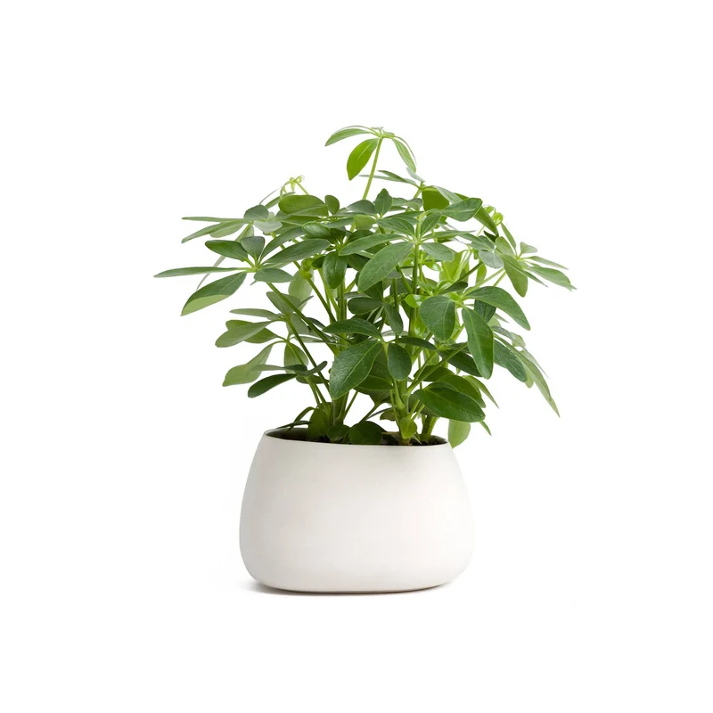 Howea Forsteriana