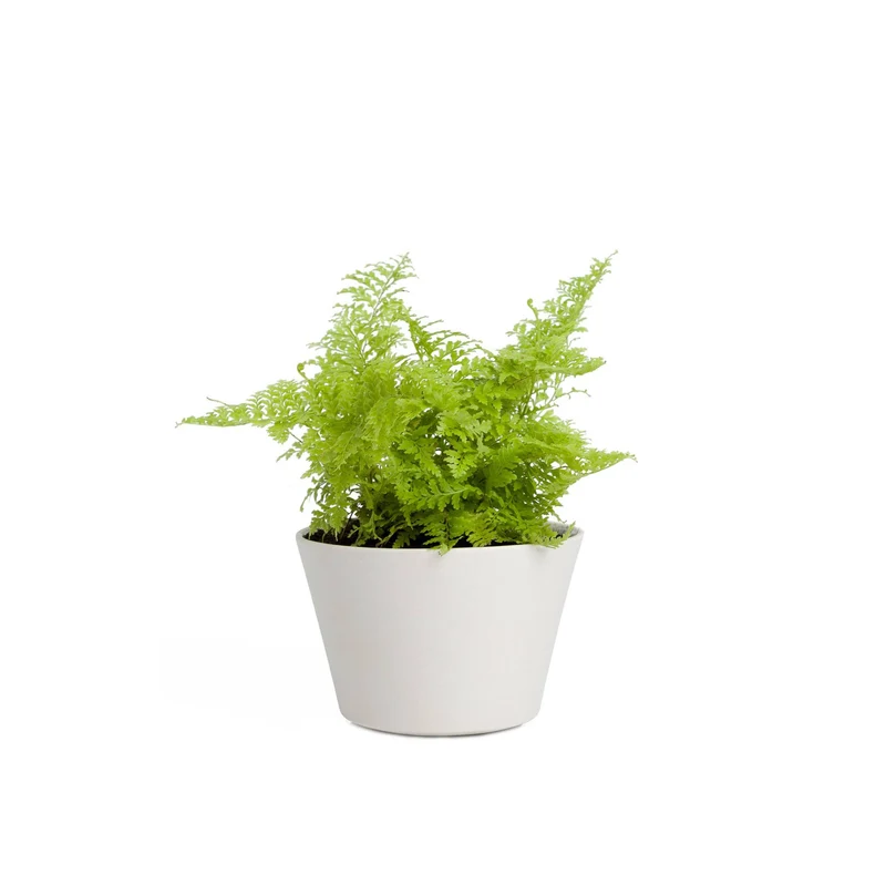 Maidenhair Fern