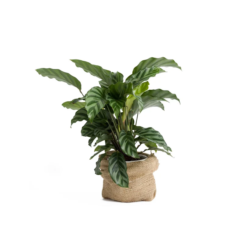 Maranta Leuconeura