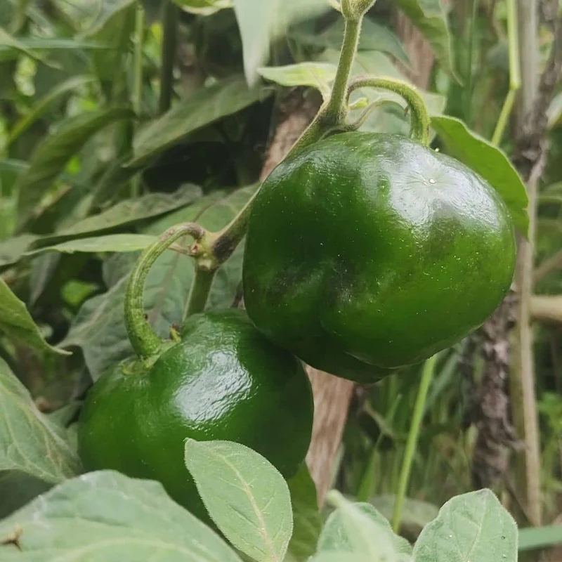 Piment Rocoto Red Giant — Graines
