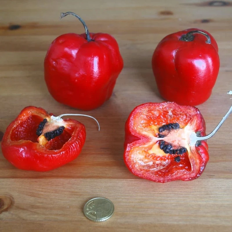 Piment Rocoto Red Giant — Graines