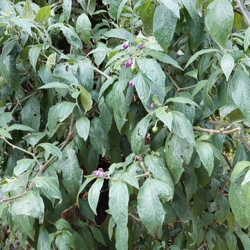 Piment Rocoto Red Giant — Graines