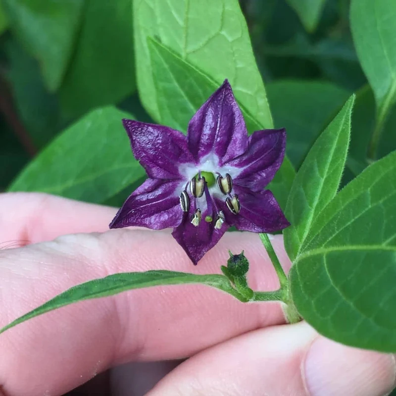 Piment Rocoto Red Giant — Graines