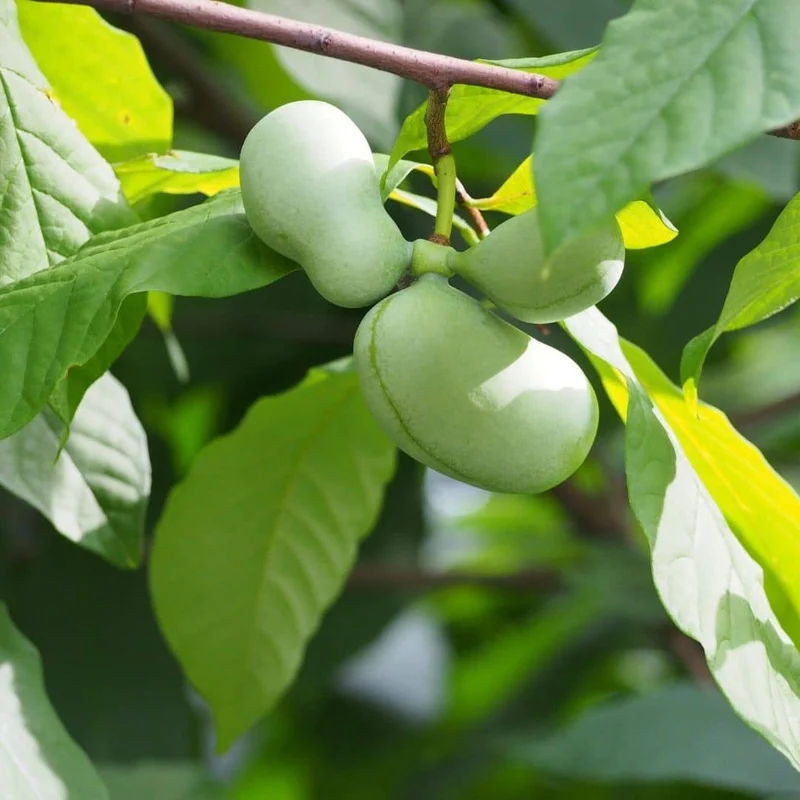 Asiminier — Plant