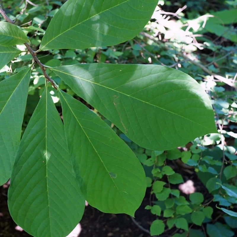 Asiminier — Plant