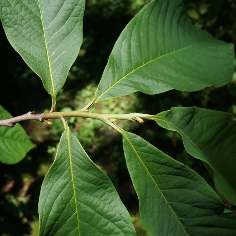 Asiminier — Plant