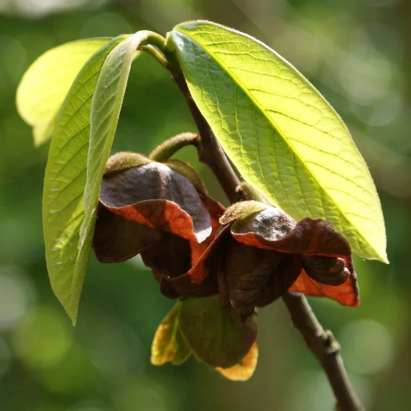Asiminier — Plant