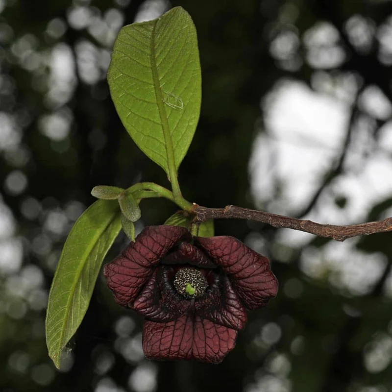 Asiminier — Plant