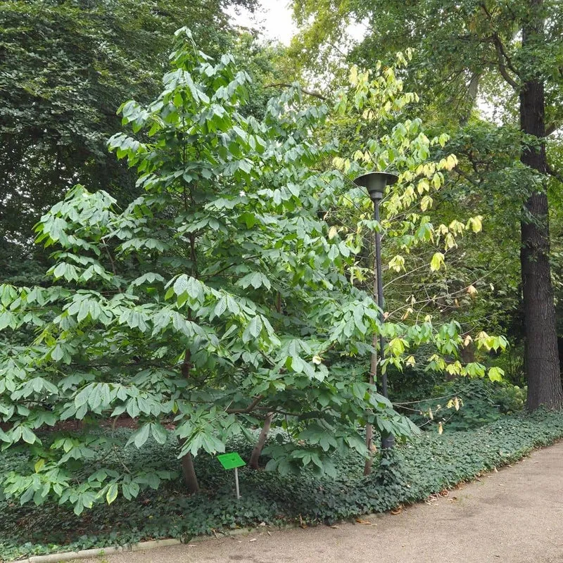 Asiminier — Plant