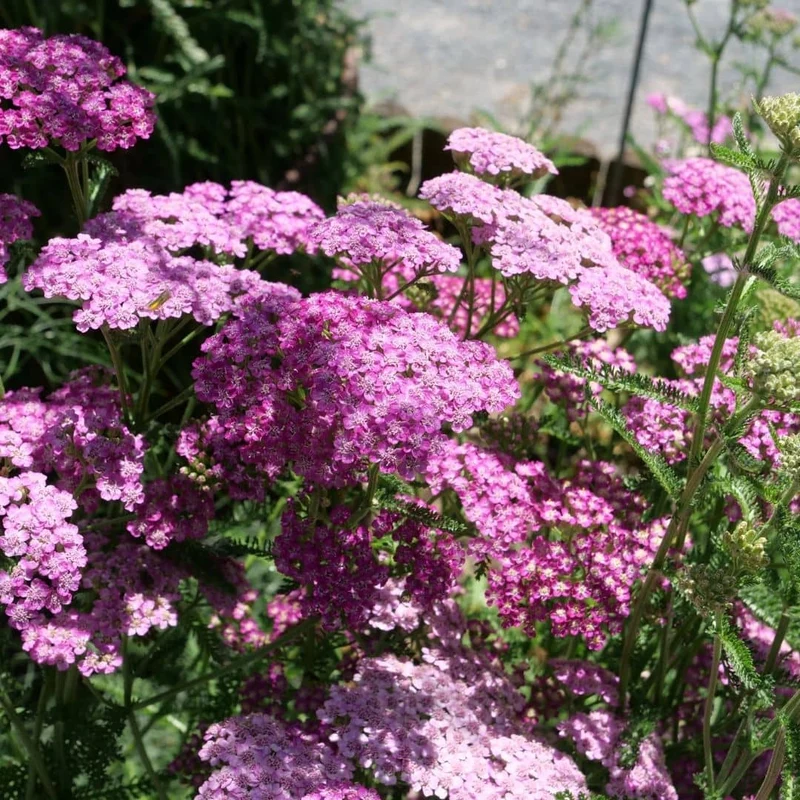 Achillée Cerise Queen — Graines